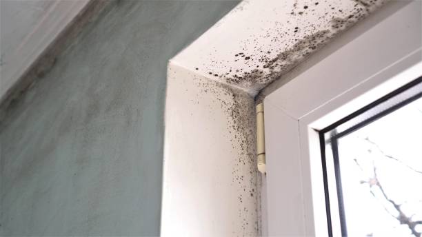 Mold Testing and Removal in Valley, NE