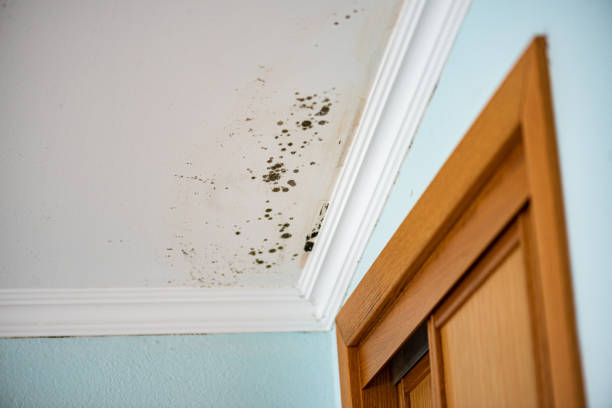 Best Best Mold Removal Companies  in Valley, NE