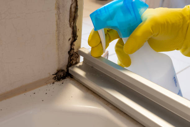Best Black Mold Removal  in Valley, NE