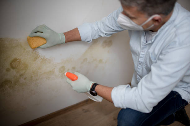 Best Mold Damage Repair  in Valley, NE