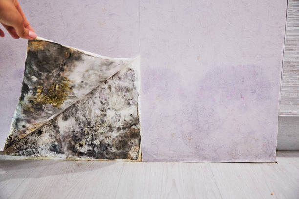 Best Crawl Space Mold Removal  in Valley, NE